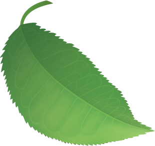 leaf1